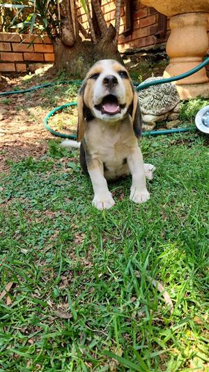 Beagle puppies 