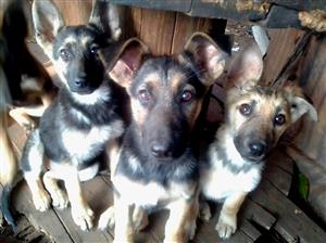 German Shepherd puppies 