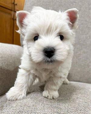 Maltese Terrier puppy for sale