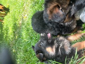 2 female German shepherd puppies available, the parents is GSD registered. T