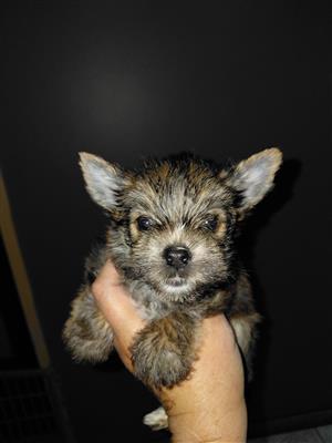 Male sable yorkie