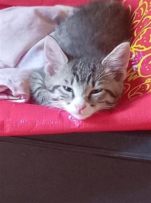 2 x 9 week old Kittens for Sale