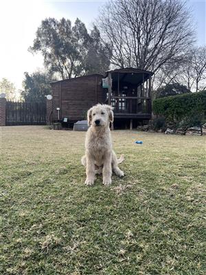 Labradoodle puppies 
