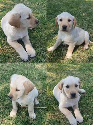 Labrador puppies for sale