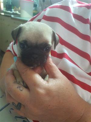 Pug female puppy