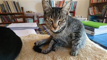 Beautiful female 2 year old cat needs a new home