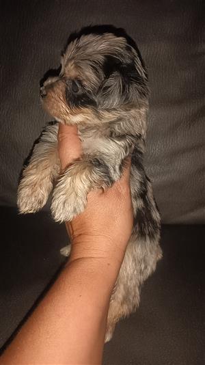 Pocket size Yorkie 8 weeks old mom pocket dad teucup mom and dad are registered 