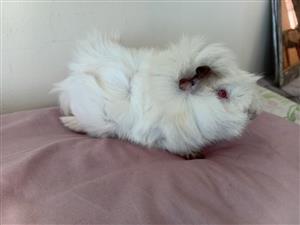 Guineapigs and Cage with Setup