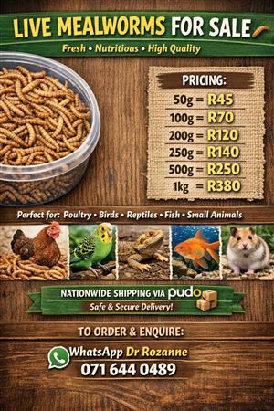 Premium Quality Mealworms Available