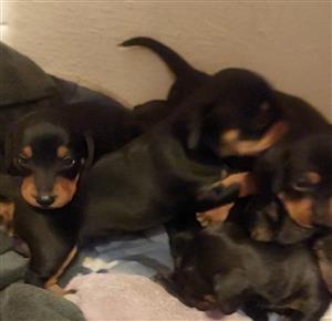  Dachshund puppies