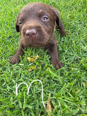 Labrador puppies available 