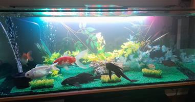 Fish tanks