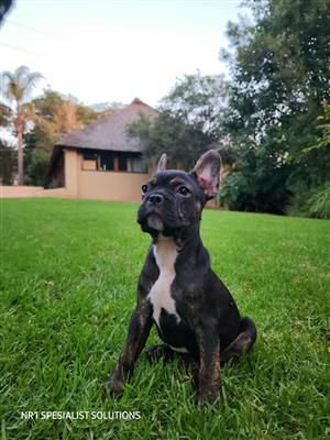 Frenchton 