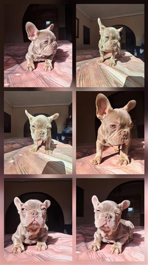 Gorgeous French bulldog puppies available