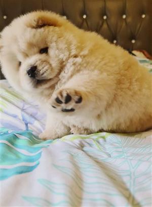 Chow Chow puppies 