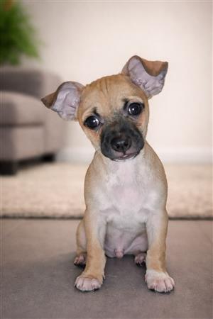 Deer head Chihuahua puppies
