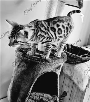 CASA registered Bengal Kittens, 13 weeks 