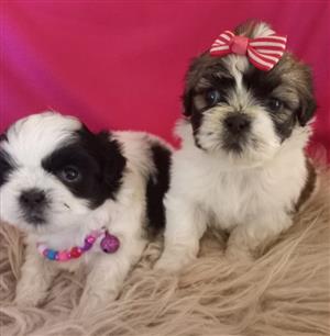 Beautiful Shih tzu puppies