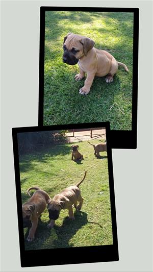Bullmastiff puppies 