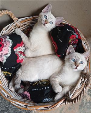 Angora x Lynx Point Siamese