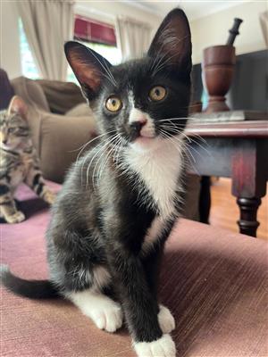 Beautiful kittens available 