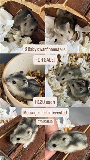 Baby Dwarf Hamsters 