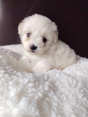 Maltese babies available 