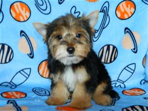 Adorable traditional yorkshire terrier boy available 