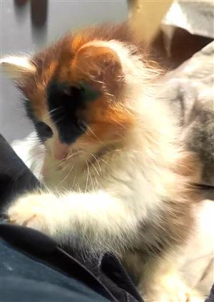 Stunning Gorgeous Purebred Persian Kitten – Ready for New Home.