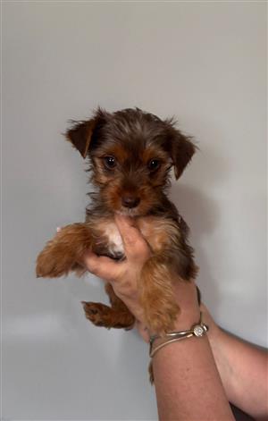 Yorkshire Terrier female puppy