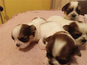 Pekingese puppies