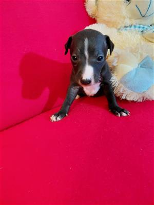 Italian greyhound 