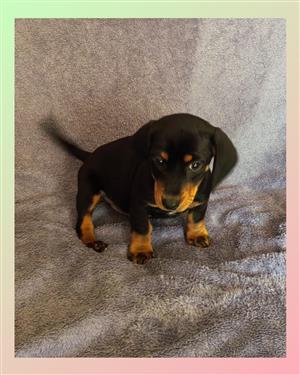 Dachshund pups