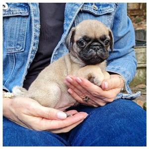 Purebred Pug Pups