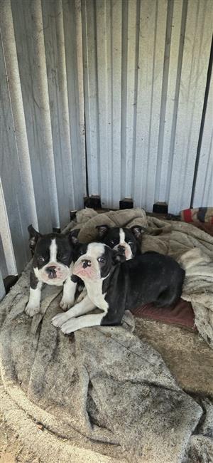 Frenchton male puppies for sale