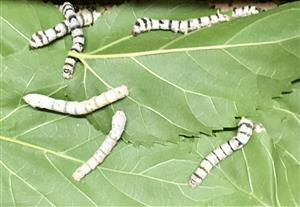Beautiful Silkworms