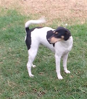 Fox terrier 