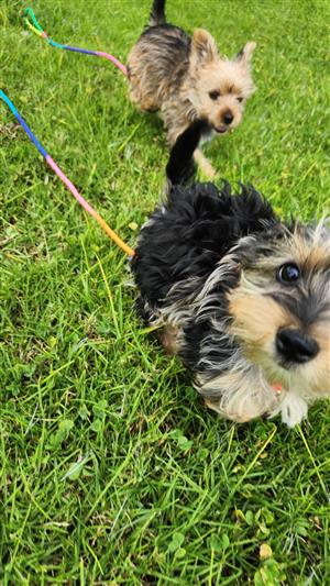 Merle Yorkies 