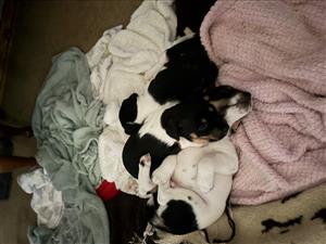Fox terrier