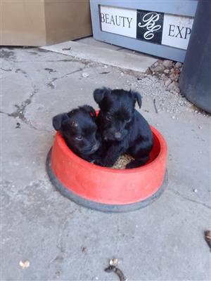 Black Miniature Schnauzer Puppie Male sale. 7 weeks old. Had injections and dewo