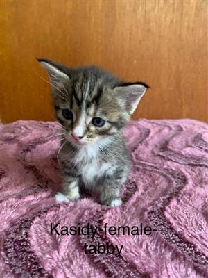 Maine coon cross bengal kittens for sale