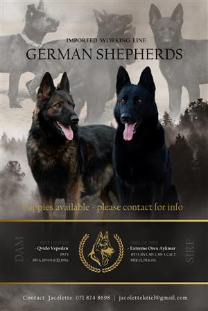 Black German Shepherd Puppies - Working lines