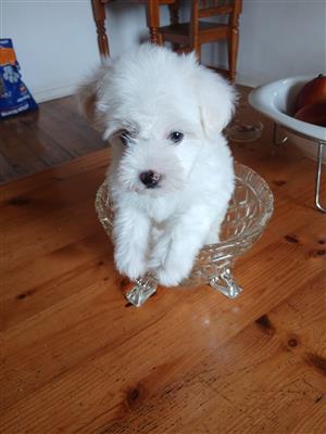Adorable Maltese females available 
