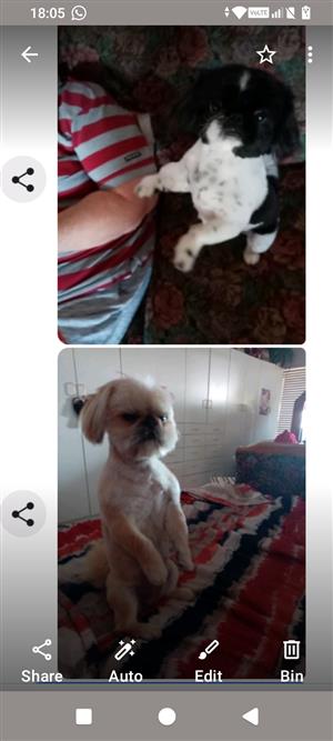 Pure bred female Pekingese 