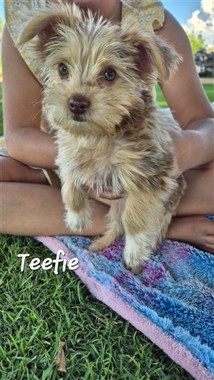 Yorkshire Terrier 