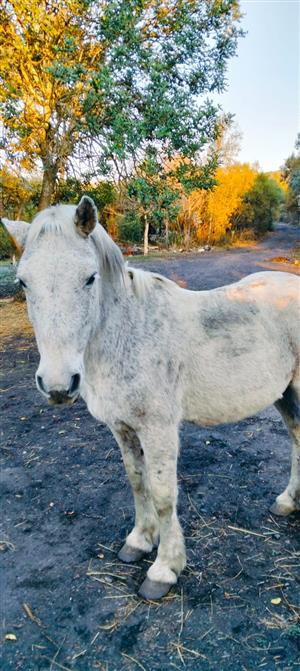 Plaas perd/Farm horse