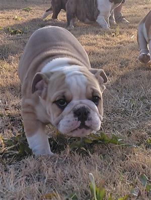 English bulldog puppies for sale