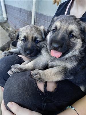 German Shepherd Puppies 