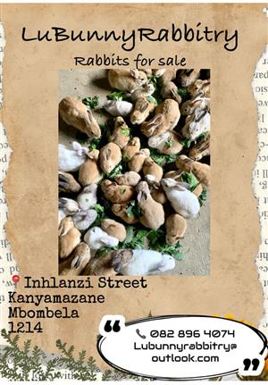 Rabbits for sale - Dutch mix