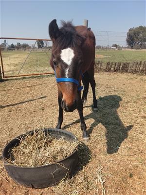 Horse